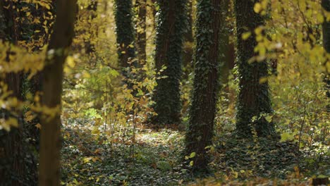 Gewöhnlicher-Efeu,-Der-Den-Boden-Bedeckt-Und-Die-Dicken-Baumstämme-Im-Herbstwald-Hinaufklettert