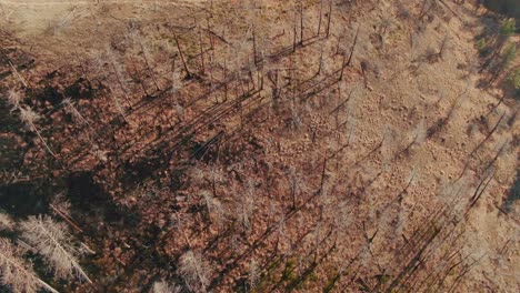 4k-Aerial-burnt-forest-overhead