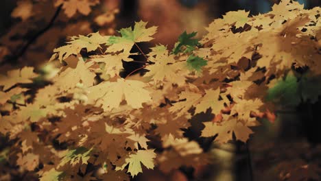 A-close-up-shot-of-the-colorful-golden-orange-maple-tree-leaves-on-the-blurry-background