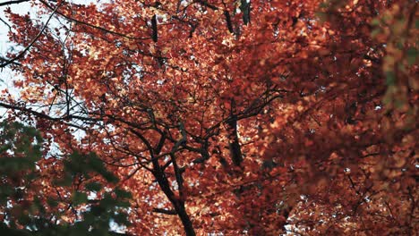 Helle-Herbstblätter-Sind-Von-Unten-Zu-Sehen