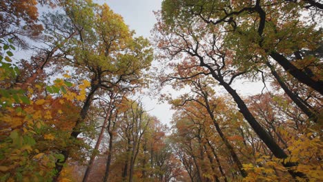 Ein-Spaziergang-Im-Verträumten-Herbstwald-Mit-Blick-Durch-Die-Baumwipfel