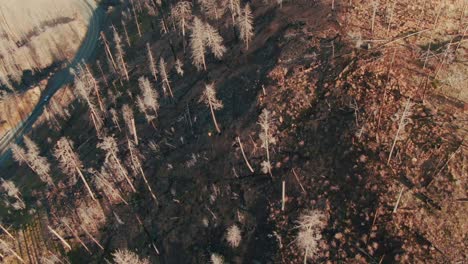 4k-aerial-burnt-forest-overhead-+-dolly-with-road-and-car-passing