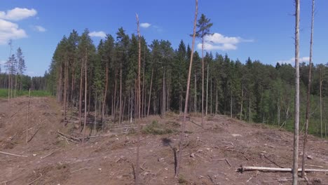 Felled-Area-In-a-Coniferous-Forest-On-A-Sunny-Summer-Day