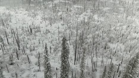4k-Antenne-Tote-Bäume-Im-Schnee-Im-Winter-Drohne-Dolly-In-Schuss