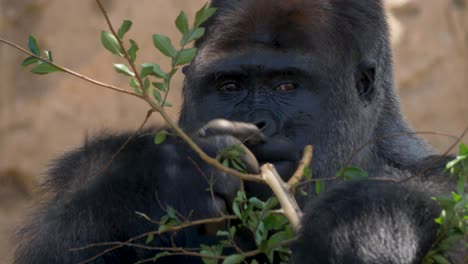 Slow-motion-male-animal-gorilla-primate-silverback-eating-plant-branch-food-tourism-ape-conservation-Sydney-Taronga-Zoo-NSW-Australia-4K