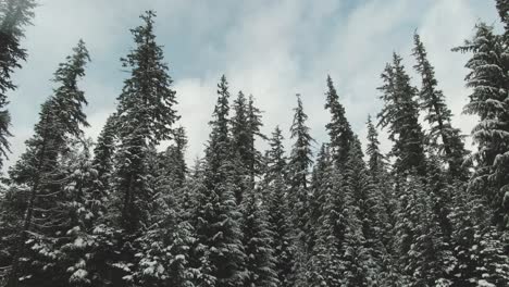4k-Aerial-snowy-evergreen-trees-in-winter-Drone-truck-left-to-right-shot
