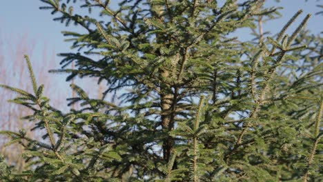 Bright-green-pine-tree-standing-in-forest-full-of-other-trees-gently-blowing-in-the-breeze