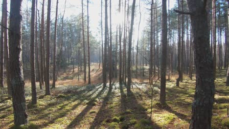 Nadelbaumstämme-In-Einem-Moosigen-Wald-An-Einem-Sonnigen-Tag