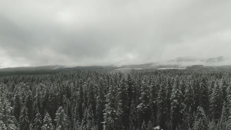 4k-Aerial-snowy-evergreen-forest-in-winter-Drone-dolly-in-shot
