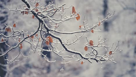 The-first-snow-on-the-delicate-branch-of-the-beech-tree