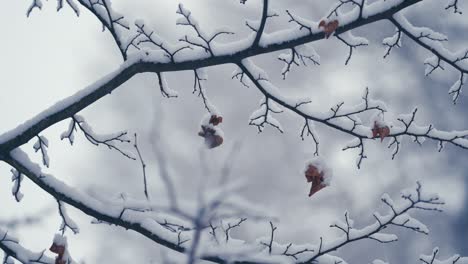 The-pure-white-first-snow-covers-the-dry-autumn-leaves-on-the-thin-delicate-branch