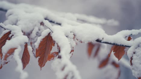 Der-Leichte-Erste-Schnee-Bedeckt-Die-Trockenen-Herbstblätter-Auf-Den-Dünnen-Zarten-Zweigen-2
