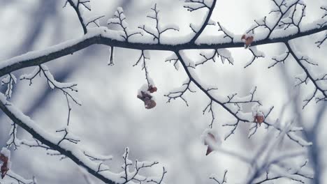 The-pure-and-light-first-snow-covers-the-dry-autumn-leaves-on-the-thin-delicate-branches