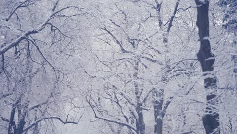 Reinweißer-Leichter-Erster-Schnee-Bedeckt-Die-Verknoteten-Äste-In-Den-Baumkronen