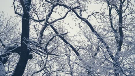 Leichter-Erster-Schnee-Bedeckt-Die-Wirren-Äste-In-Den-Baumkronen