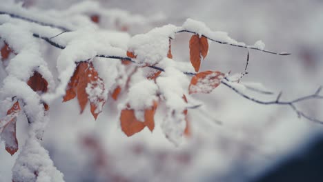 Trockene-Herbstblätter-An-Den-Dünnen-Zweigen,-Bedeckt-Mit-Dem-Ersten-Schnee
