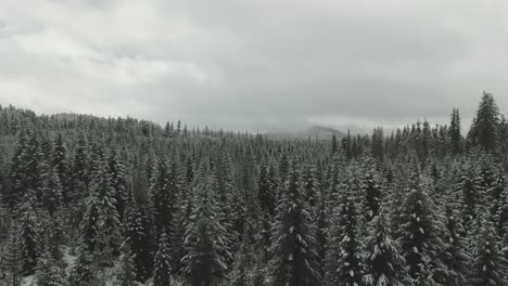 4k-Aerial-evergreen-forest-in-winter-Drone-dolly-in-shot