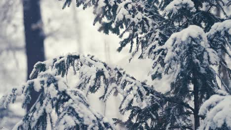 The-pure-white-first-snow-covers-the-branches-of-the-fir-tree