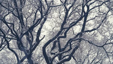 The-first-snow-covering-the-tree-crowns