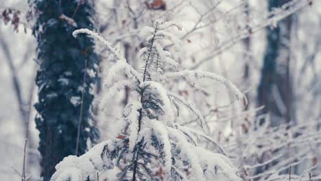 Der-Leichte-Erste-Schnee-Bedeckt-Die-Bäume