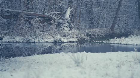 Erster-Schnee---Die-Dünne,-Flauschige-Weiße-Decke,-Die-Den-Boden-Und-Das-Stille-Wasser-Des-Sees-Und-Die-Äste-Bedeckt