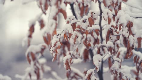 The-pure-white-first-snow-covers-the-dry-autumn-leaves-on-the-thin-delicate-branches