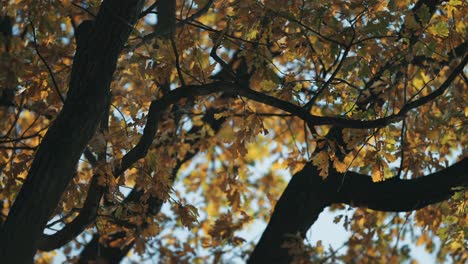 Blick-Durch-Die-Verworrenen-Äste-Der-Alten-Eiche,-Die-Mit-Leuchtenden-Herbstblättern-Bedeckt-Ist