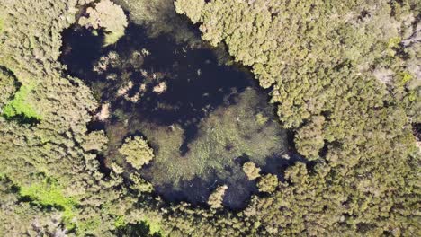 Drone-aerial-pan-shot-of-swamp-lake-in-Bushland-landscape-trees-Soldiers-Beach-Norah-Head-Central-Coast-NSW-Australia-4K
