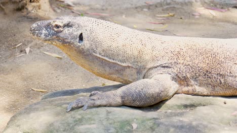 Slow-motion-animal-lizard-Komodo-dragon-reptile-basking-in-sun-Sydney-Taronga-Zoo-Conservation-NSW-Australia-4K