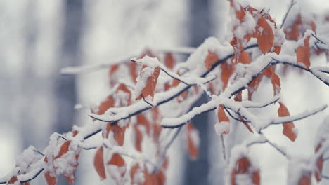 The-light-first-snow-covers-the-dry-autumn-leaves-on-the-thin-delicate-branches