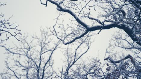 Light-first-snow-covering-the-dark-tangled-branches-in-the-tree-crowns
