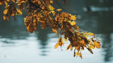 Eine-Nahaufnahme-Der-Bunten-Herbstblätter-Auf-Dem-Zarten-Ast-Der-Eiche