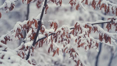 Der-Leichte-Erste-Schnee-Bedeckt-Die-Trockenen-Herbstblätter-Auf-Den-Dünnen-Zarten-Zweigen-1