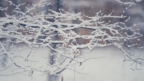 Nasser-Und-Schwerer-Erster-Schnee,-Der-Auf-Die-Zarten-Zweige-Fällt,-Die-Noch-Mit-Trockenem-Herbstlaub-Bedeckt-Sind