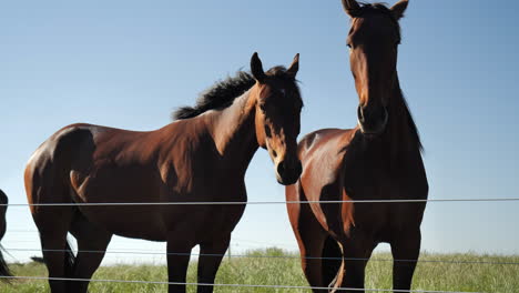 3-horses-in-paddock-behind-a-fence