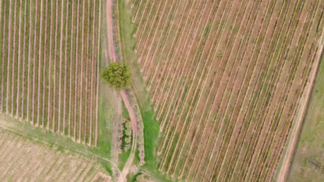 Aerial-Bird's-eye-shot-of-farm-land-wine-vineyards-cultivation-in-upper-Hunter-Valley-Cessnock-Pokolbin-NSW-Australia-4K
