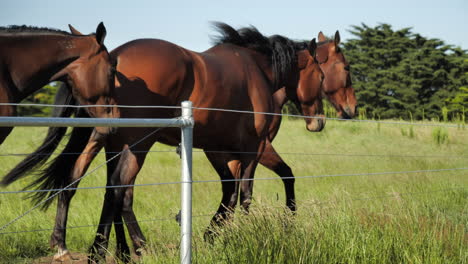 Beautiful-horses-walking-along-fence-line