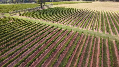 Aerial-drone-landscape-view-of-wine-vineyards-trees-cultivation-Hunter-Valley-Cessnock-Pokolbin-NSW-Australia-4K