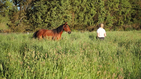 Lady-approaching-horse-in-overgrown-field