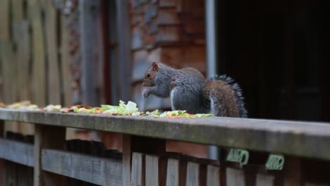 Eine-Nahaufnahme-Eines-Eichhörnchens,-Das-Essensreste-Frisst,-Bevor-Es-Von-Einer-Taube-Erschreckt-Wird