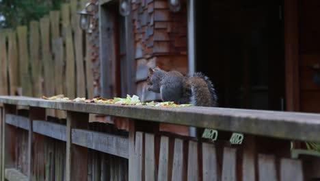 Eine-Nahaufnahme-Eines-Eichhörnchens,-Das-Essensreste-Frisst-2