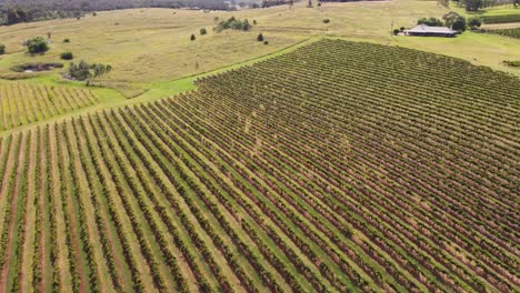 Aerial-drone-farmland-shot-of-wine-vineyards-in-cultivation-crops-Upper-Hunter-Valley-Pokolbin-Cessnock-NSW-Australia-4K