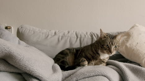 Cat-lying-on-a-gray-sofa,-preparing-to-hunt
