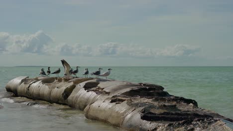 Seagulls-sunbathe-on-rocks-on-a-sunny-day-in-Holbox-Island,-Yucatan,-Mexico