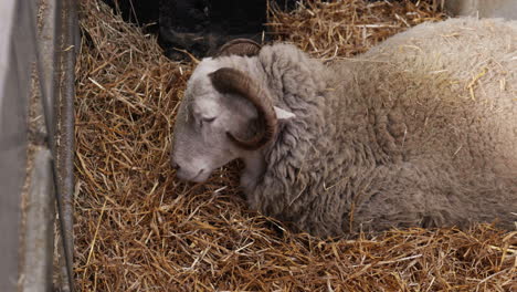 Sheep-Eating-Fresh-Organic-Hay-Pregnant-ready-to-Give-Birth-in-Zoo-Feeding-in-Nature