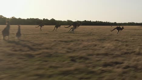 4k-Aerial-group-of-kangaroos-running-in-a-field-Drone-dolly-in-+-truck-left-to-right