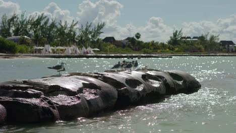 Seagulls-sunbathe-on-rocks-on-the-beach-on-a-sunny-day,-Holbox,-Yucatan,-Mexico
