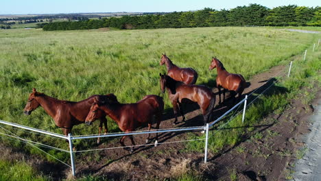 Horses-in-paddock-during-golden-hour