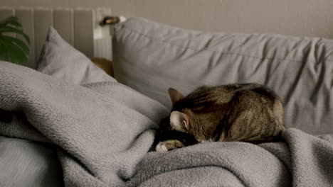 Slow-motion-of-a-cat-lying-on-a-gray-sofa,-waking-up-and-looking-at-the-camera