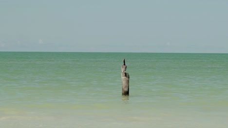 A-lone-pelican-stands-on-a-vertical-log-on-the-beach,-Holbox,-Yucatan,-Mexico